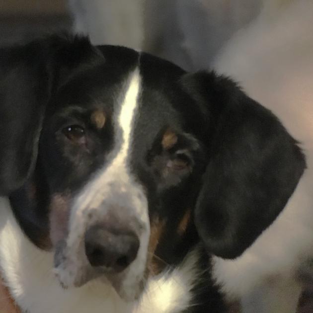 Black and white dog's face