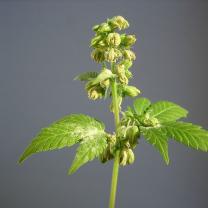 Green plant on a stem with buds at top