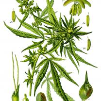 Illustration Cannabis sativa clean" by Prof. Dr. Otto Wilhelm Thomé 