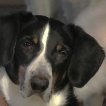 Black and white dog's face